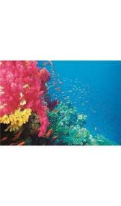 Mercan Bahçesi 1000 Parça Puzzle (40919)