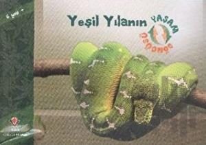 Yeşil Yılanın Yaşam Döngüsü