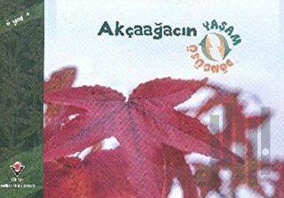 Akçaağacın Yaşam Döngüsü | Kitap Ambarı