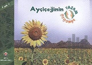 Ayçiçeğinin Yaşam Döngüsü | Kitap Ambarı