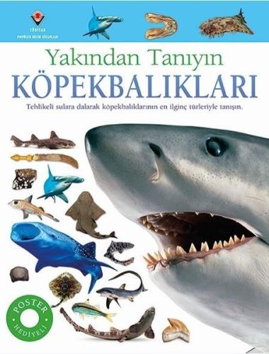 Köpekbalıkları-Yakından Tanıyın