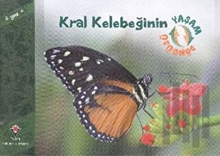 Kral Kelebeğinin Yaşam Döngüsü | Kitap Ambarı