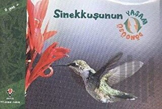 Sinekkuşunun Yaşam Döngüsü | Kitap Ambarı