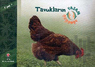 Tavukların Yaşam Döngüsü | Kitap Ambarı